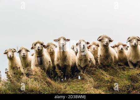 Troupeau de moutons dans les montagnes sur fond de moody regardant appareil photo Banque D'Images