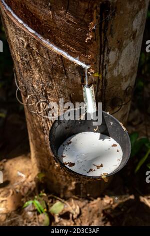 Caoutchouc naturel, extraction de caoutchouc du bois Hevea. Jus de hevea blanc Banque D'Images