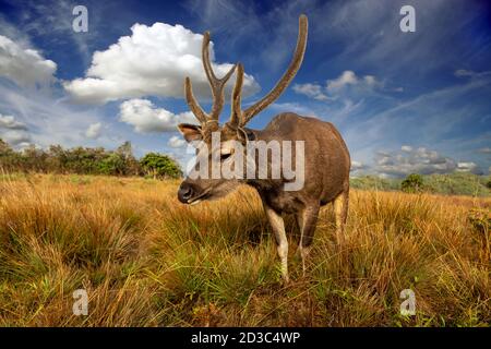 Cerf sur un fond de ciel et de nuages magnifiques. Banque D'Images