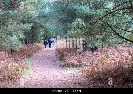 Trois personnes marchant sur un sentier ou un chemin à Thetford Forest Norfolk Royaume-Uni en automne Banque D'Images