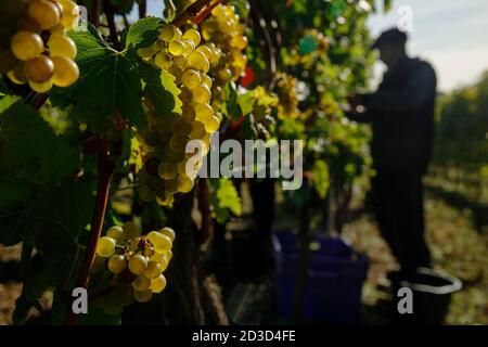 Récolte de raisins Chardonnay au vignoble et domaine de Hambledon, Hampshire, Royaume-Uni le mercredi 7 octobre 2020. Hambledon a 100,00 vignes établies situé o Banque D'Images