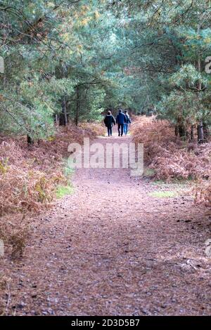 Trois personnes marchant sur un sentier ou un chemin à Thetford Forest Norfolk Royaume-Uni en automne Banque D'Images