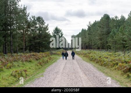 Trois personnes marchant sur un sentier ou un chemin à Thetford Forest Norfolk Royaume-Uni en automne Banque D'Images