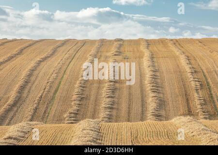 Récolte/champ de paille après récolte à East Heslerton près de Malton, dans le North Yorkshire en été (septembre 2020) Banque D'Images
