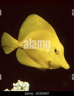 Tang jaune, Zebrasoma flavescens Banque D'Images
