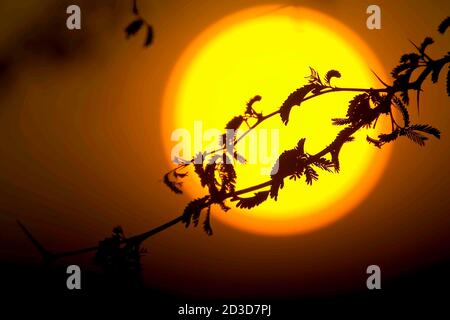 Silhouette de branche d'arbre devant un soleil géant. Banque D'Images