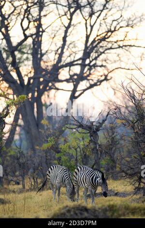 Deux Zèbres de Burchell paissent dans la réserve de Moremi, au Botswana. Banque D'Images