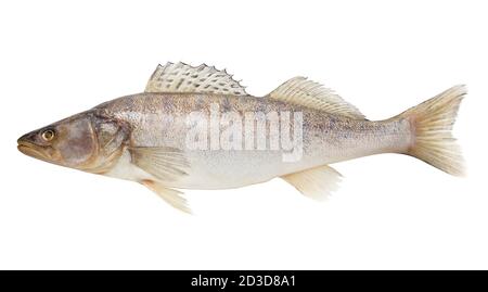 zander, poisson cru, chemin d'écrêtage, isolé sur fond blanc, pleine profondeur de champ Banque D'Images