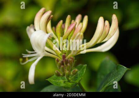 Fleur de chèvrefeuille en fleur (Lonicera periclymenum) Banque D'Images