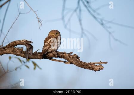 Un hibou barré se trouve sur une branche, Strix varia, regard direct, fond bleu ciel Banque D'Images