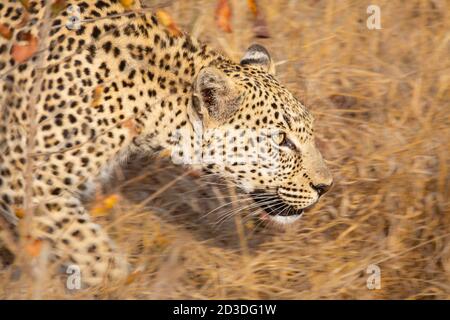 Un léopard, Panthera pardus, marche à travers l'herbe sèche longue, le flou de mouvement, regardant hors du cadre Banque D'Images