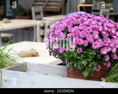 Beau chrysanthème rose dans un pot de fleurs en bois sur fond flou café d'été. Mise au point douce Banque D'Images