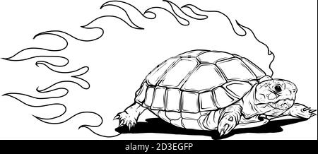 tortue isolée sur fond blanc illustration vectorielle Illustration de Vecteur