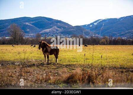 Cheval dans la Cerdanya Banque D'Images