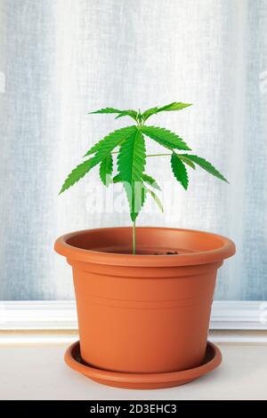 Jeune plante de cannabis femelle également connue sous le nom de marijuana, herbe ou herbe dans un pot de terre cuite-comme avec des feuilles fraîches délicates avec dentelé trois-prospectus Banque D'Images