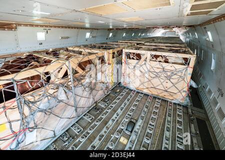 Bétail dans des caisses en bois fixées par des filets en cours d'expédition La soute de chargement du pont principal d'un avion-cargo Jumbo Jet avion Banque D'Images