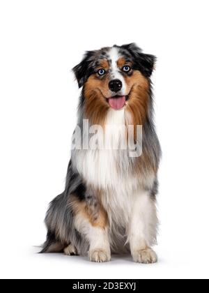 Chien berger australien beau et bien entretenu, assis en haut du détroit face à la vue de face. Regarder vers l'appareil photo avec des yeux bleu clair. Isolé sur whi Banque D'Images