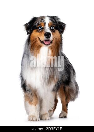 Chien berger australien beau et bien entretenu, marchant vers l'objectif. Regarder à côté de l'appareil photo avec des yeux bleu clair. Isolé sur fond blanc. Protocole d'entente Banque D'Images