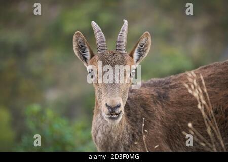 Ibex espagnol, chèvre sauvage espagnol, ou chèvre sauvage ibérique (Capra pyrenaica), regardant la caméra, Andalousie, Espagne. Banque D'Images