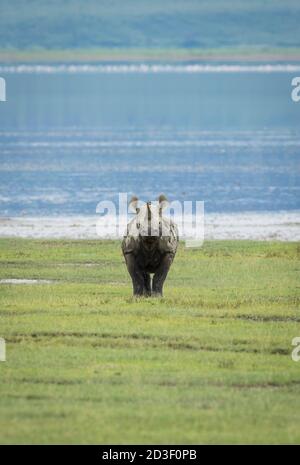 Portrait vertical d'un rhinocéros noir adulte debout sur le vert Herbe avec de l'eau en arrière-plan dans le cratère de Ngorongoro Tanzanie Banque D'Images