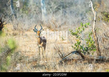 Magnifique jeune Impala mâle, debout entre arbres et buissons dans un paysage sud-africain. Impale regardant vers l'appareil photo. Banque D'Images