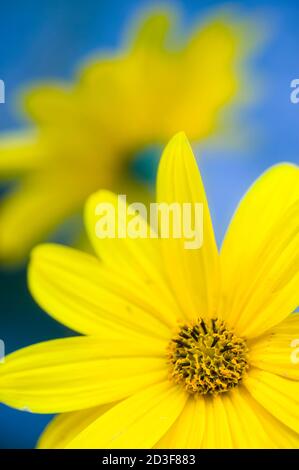 L'artichaut de Jérusalem, Helianthus tuberosus, également appelé sunroot, sunchaut, pomme terrestre ou topinambour Banque D'Images