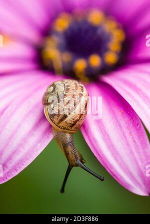 Escargot du sol rampant sur Marguerite rose, Dimorphototeca Banque D'Images