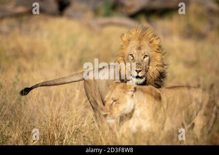 Lions mâles et femelles en herbe sèche dans la rivière Khwai Delta de l'Okavango au Botswana Banque D'Images