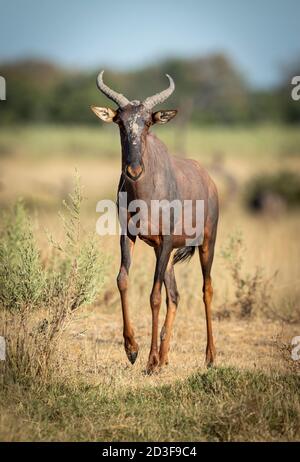 Portrait vertical d'une antilope de topi adulte marchant à Moremi Dans le delta de l'Okavango au Botswana Banque D'Images