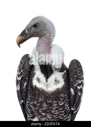 Tête de photo de la vautour griffin de Rüppell, jeune adulte, face à l'avant. Tête vers le haut et tournée vers le côté. Isolé sur fond blanc. Banque D'Images