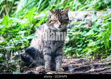 Édimbourg, Royaume-Uni. Mer 7 octobre 2020. Chat sauvage écossais (Felis silsilvestris vestris vestris) au zoo d'Édimbourg, en Écosse. L'espèce est inscrite comme étant critique en Banque D'Images