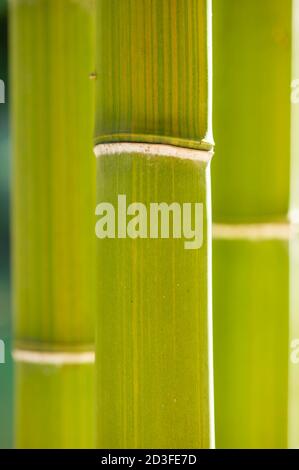 Bambou, Bambuseae, tribu des plantes à feuilles persistantes à fleurs de la famille des Poaceae Banque D'Images