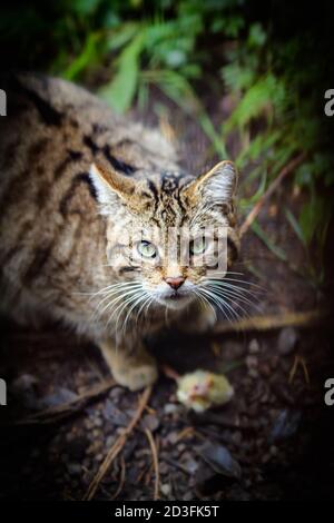 Édimbourg, Royaume-Uni. Mer 7 octobre 2020. Chat sauvage écossais (Felis silsilvestris vestris vestris) au zoo d'Édimbourg, en Écosse. L'espèce est inscrite comme étant critique en Banque D'Images