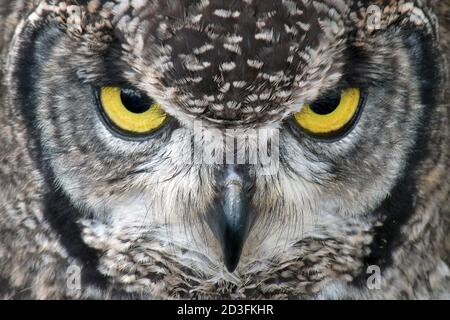 African Spotted Eagle Owl Banque D'Images