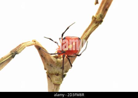 Araignée à pieds en peigne, probablement Argyrodes Banque D'Images