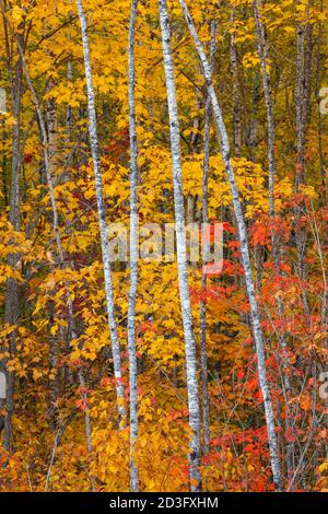 Bouleau à papier (betula papyrifera) en automne, forêt nationale supérieure, Lake County, Minnesota Banque D'Images