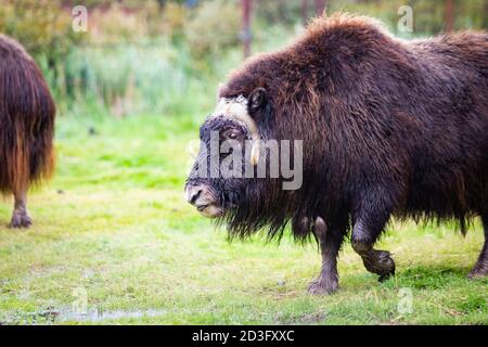 Portrait en gros plan du bœuf musqué de l'Alaska dans le parc national sauvage Banque D'Images