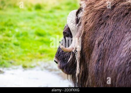 Portrait en gros plan du bœuf musqué de l'Alaska dans le parc national sauvage Banque D'Images