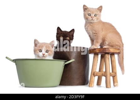 Un joli trio de chatons anglais Shorthair aux couleurs variées, assis sur et dans un tabouret, un panier et un seau. Tout en regardant vers l'appareil photo. Isolé sur bac blanc Banque D'Images