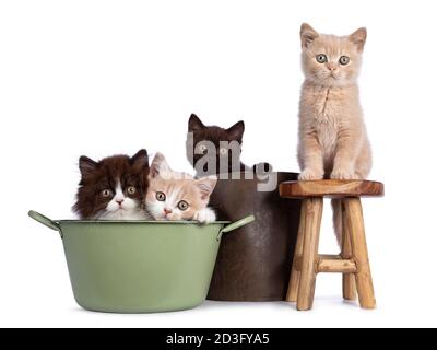 Joli quatuor de chatons anglais Shorthair / Longhair dans des couleurs variées, assis sur et dans un tabouret, panier et seau. Tout en regardant vers l'appareil photo. Isoler Banque D'Images