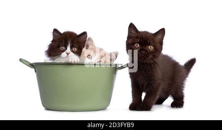 Mignon trio de British Shorthair / chatons longs dans des couleurs variées, assis dans et à côté de la baignoire verte. Tout en regardant vers l'appareil photo. Isolé sur W Banque D'Images