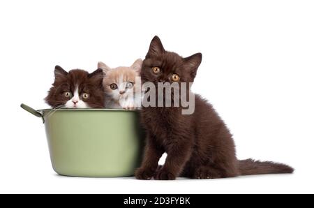 Mignon trio de British Shorthair / chatons longs dans des couleurs variées, assis dans et à côté de la baignoire verte. Tout en regardant vers l'appareil photo. Isolé sur W Banque D'Images