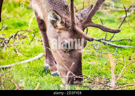 Gros plan portrait de femelle caribou dans le parc national de l'Alaska à été Banque D'Images