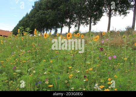 une marge de champ colorée dans la campagne hollandaise avec une variation de fleurs sauvages comme le tournesol, le malva et le cornflower en été aux pays-bas Banque D'Images