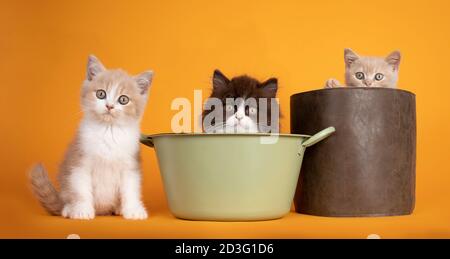 Groupe de trois couleurs variées British Longhair et Shorthair chat chaton, assis dans et à côté de la baignoire et sac. Tout en regardant vers l'appareil photo. Isolé sur yel Banque D'Images