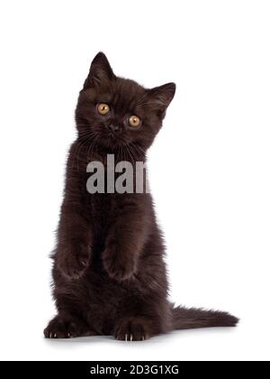 Mignon chocolat British Shorthair chat chaton, assis sur des pattes arrière comme meerkat. Regarder vers l'appareil photo avec les yeux orange. Isolé sur fond blanc. Banque D'Images