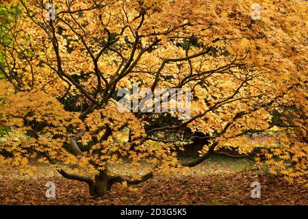 Arbre généalogique Acer japonais en automne Banque D'Images