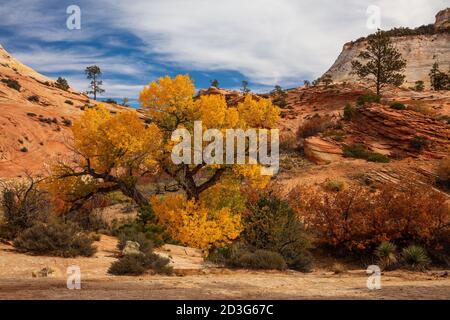 Arbre généalogique de peupliers en automne, Zion National Park, Utah Banque D'Images