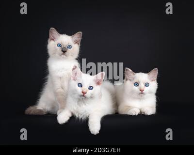 Groupe de trois chatons de chat Ragdoll se posant et assis sur une rangée. Tout en regardant vers l'appareil photo avec des yeux bleus fascinants. Isolé sur fond noir Banque D'Images
