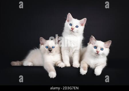 Groupe de trois chatons de chat Ragdoll assis et en position assise sur une rangée. Tout en regardant vers l'appareil photo avec des yeux bleus fascinants. Isolé sur fond noir Banque D'Images